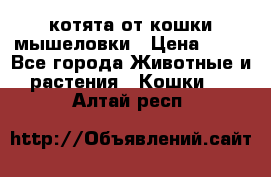 котята от кошки мышеловки › Цена ­ 10 - Все города Животные и растения » Кошки   . Алтай респ.